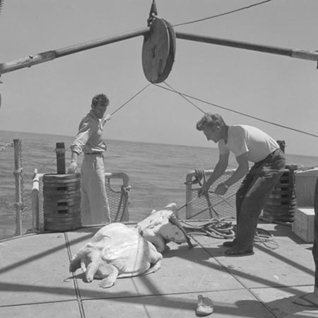 [Men with Sea turtles on deck of R/V Spencer F. Baird]